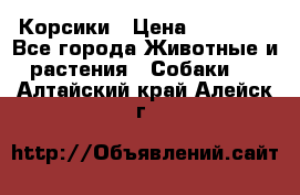 Корсики › Цена ­ 15 000 - Все города Животные и растения » Собаки   . Алтайский край,Алейск г.